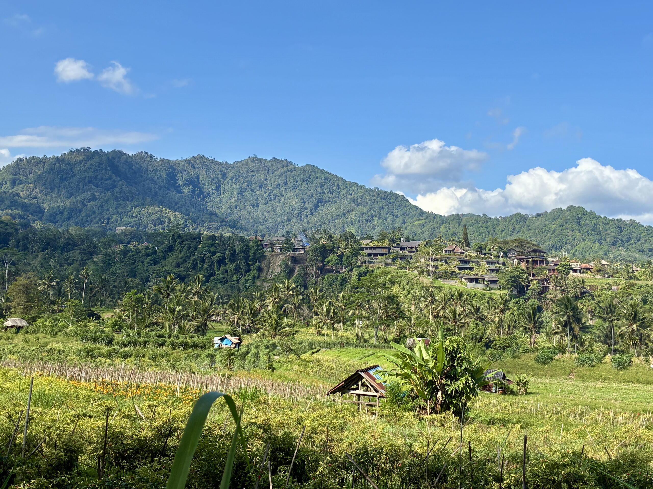 Wandern auf Bali durch grüne Reisterrassen