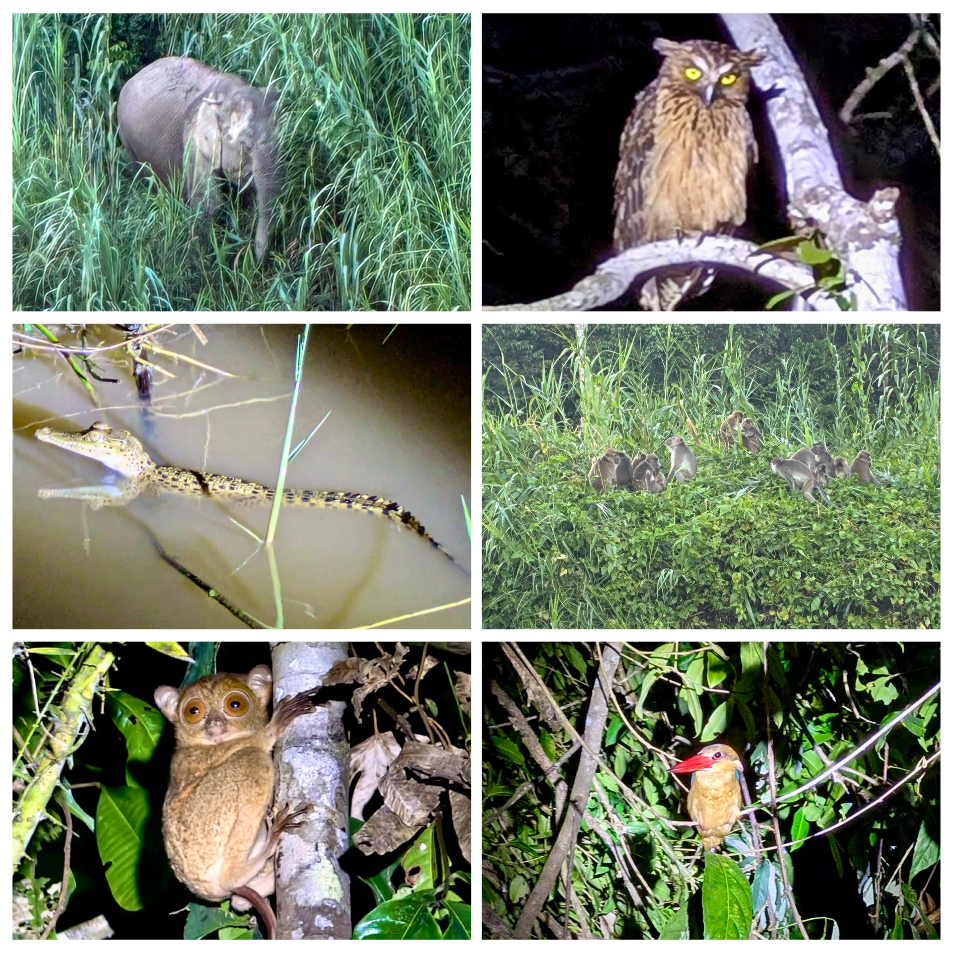 Tierwelt am Kinabatangan in Sabah mit Elefant, Krokodil, Affen, Koboldmaki und Vögeln