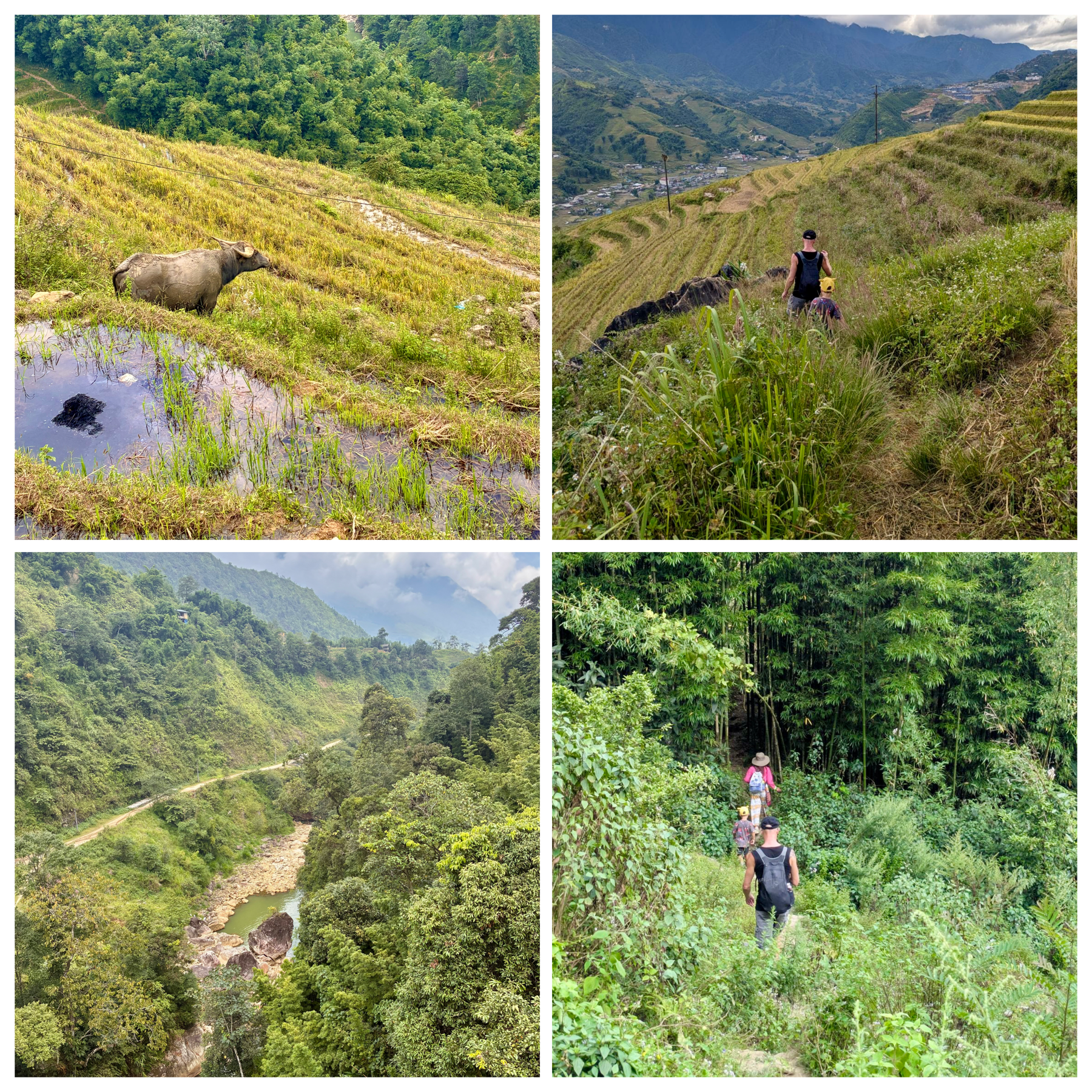 Wandern in Sa Pa zwischen Reisterrassen, Bambuswald und Berglandschaft im Norden Vietnams